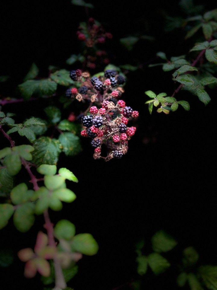 toward Espinosa De Los Monteros - wild blackberries